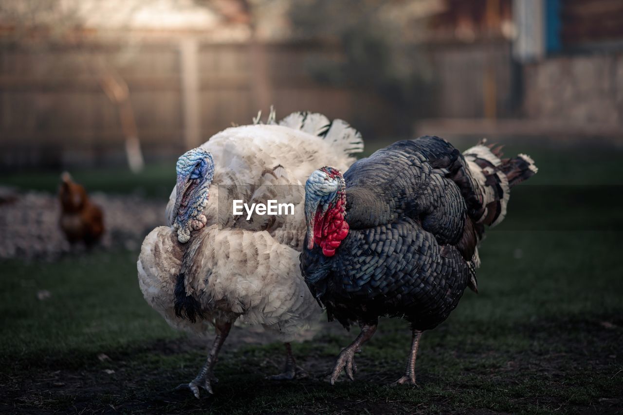 close-up of birds on field