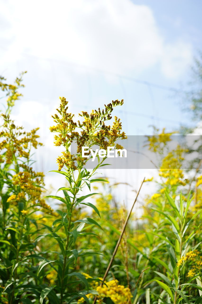 plant, sunlight, tree, nature, yellow, branch, sky, green, beauty in nature, leaf, plant part, growth, no people, cloud, outdoors, environment, day, flower, low angle view, freshness, tranquility, summer, landscape, focus on foreground, autumn, food and drink, food, springtime, land, close-up, grass, scenics - nature, meadow, environmental conservation, rural scene, agriculture, vibrant color