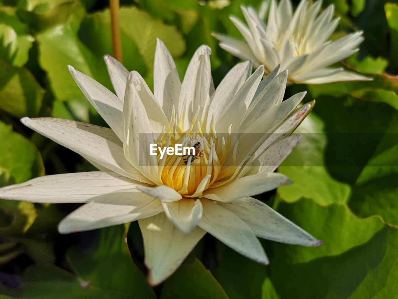 CLOSE-UP OF INSECT POLLINATING ON FLOWER