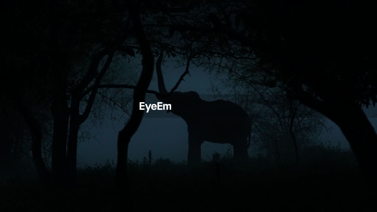 SILHOUETTE OF TREES ON LANDSCAPE AT NIGHT