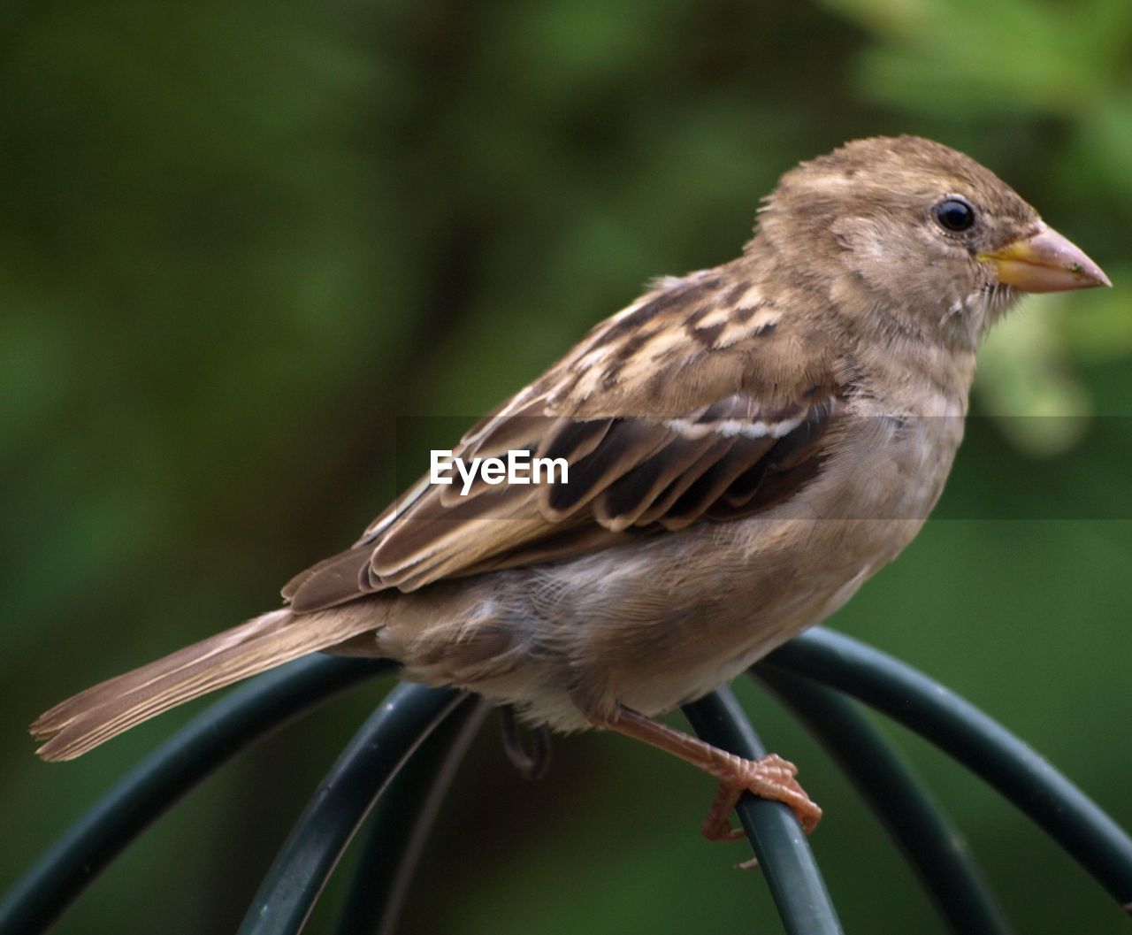 CLOSE-UP OF A BIRD PERCHING ON A PLANT