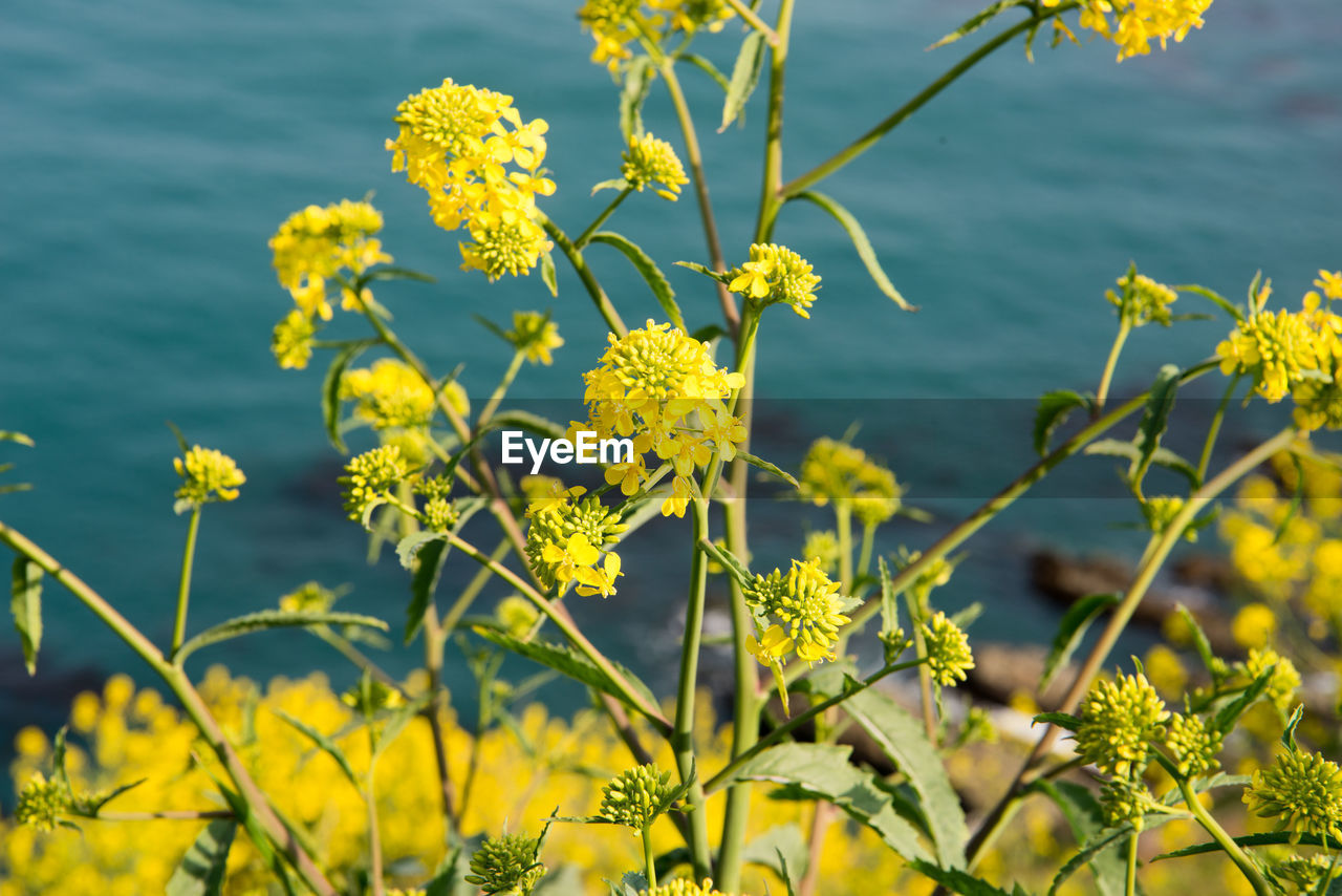 CLOSE-UP OF YELLOW FLOWERING PLANTS DURING SUNSET