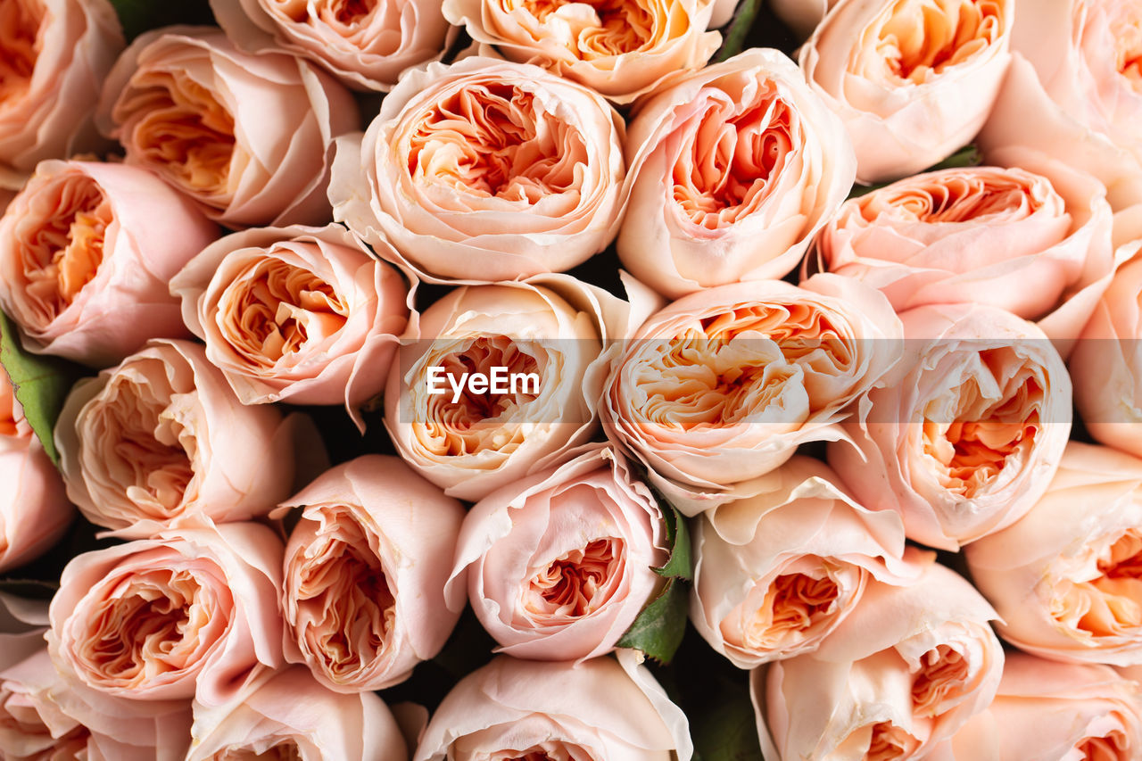 HIGH ANGLE VIEW OF ROSE BOUQUET ON PLANT