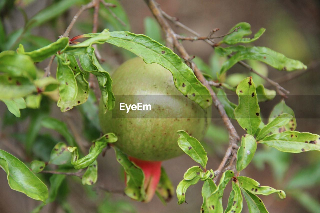 Close-up of pomegranate growing on tree