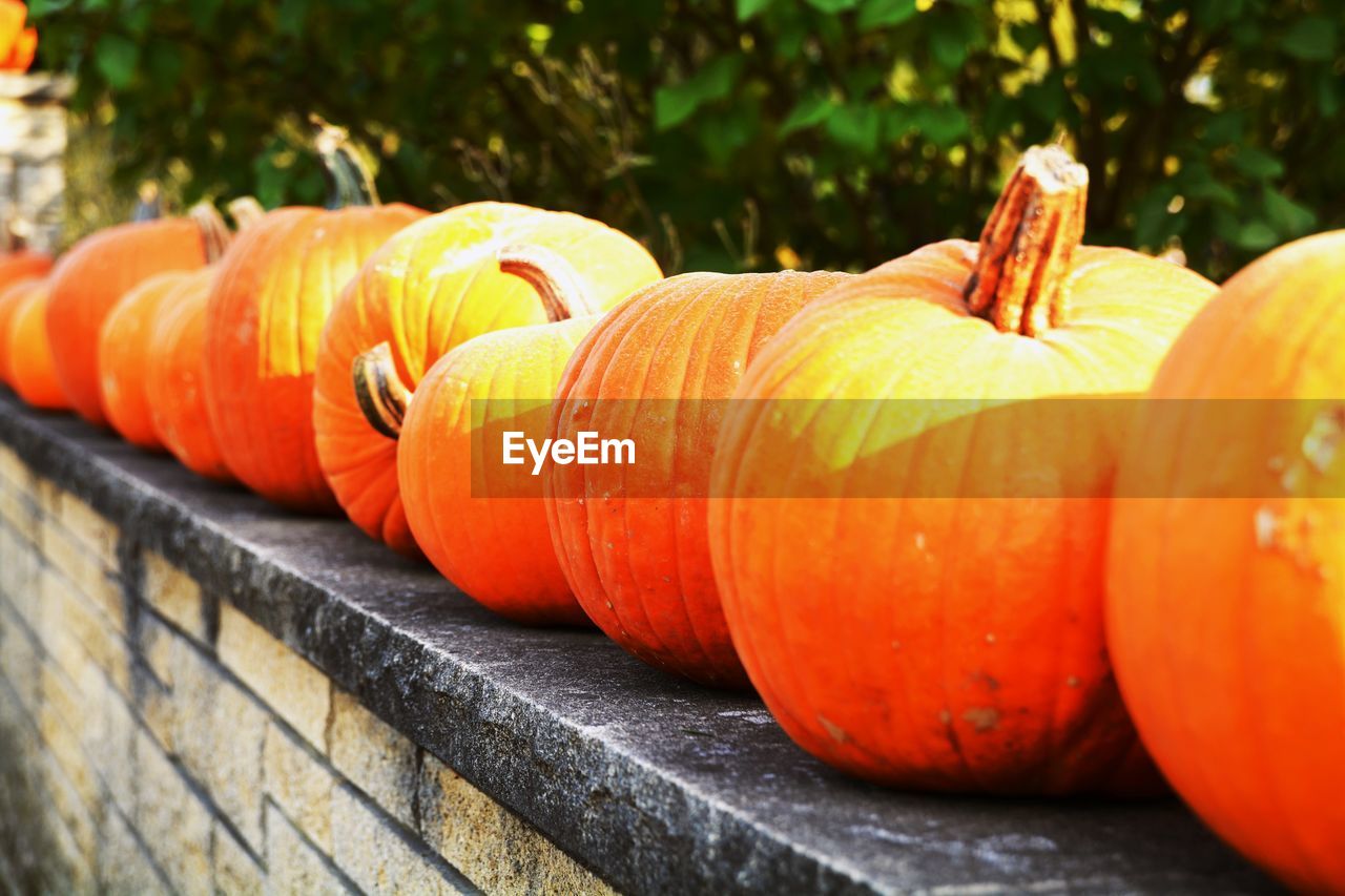 CLOSE-UP OF PUMPKIN PUMPKINS ON ORANGE STONE