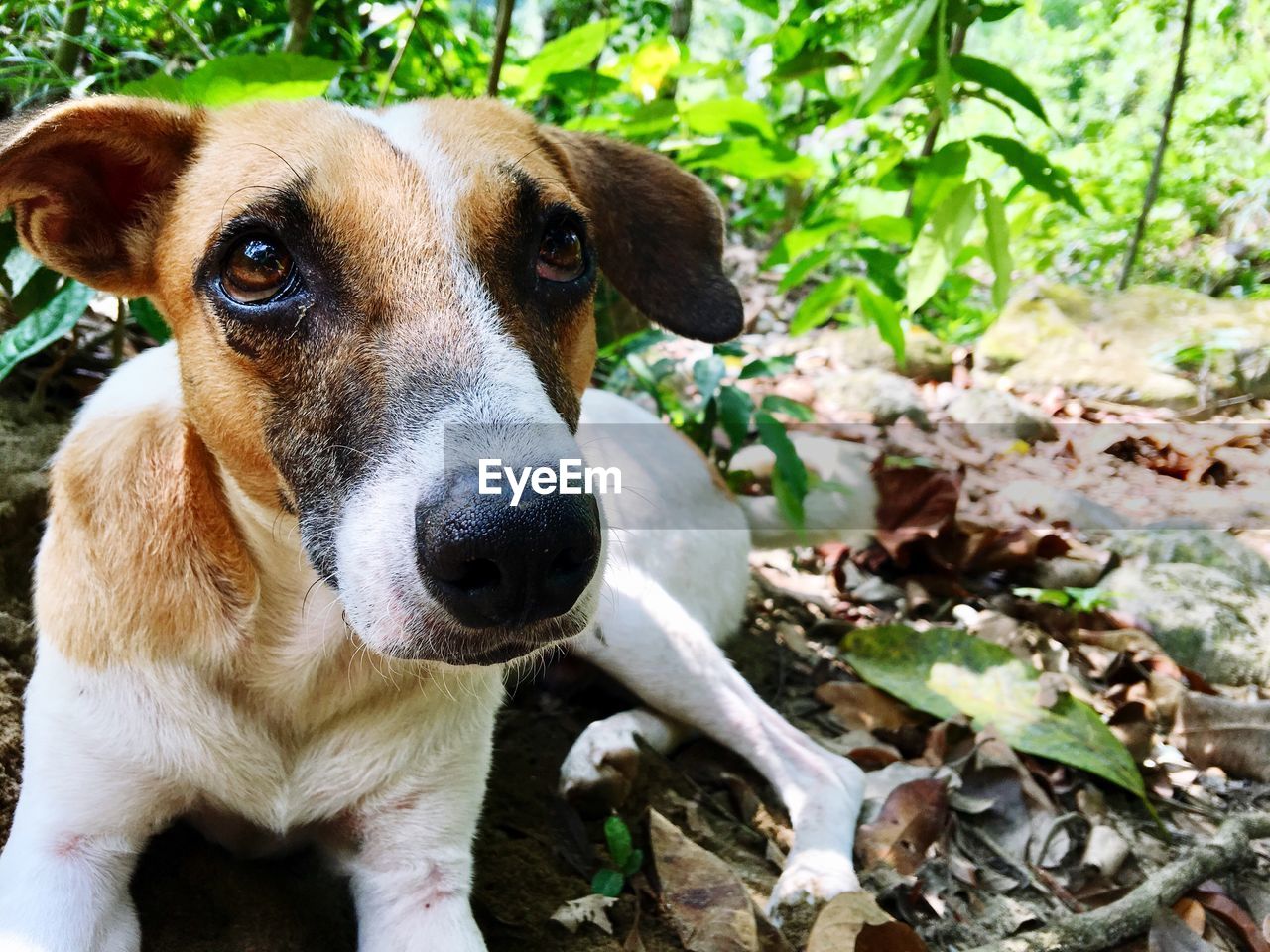 Close-up portrait of dog on field