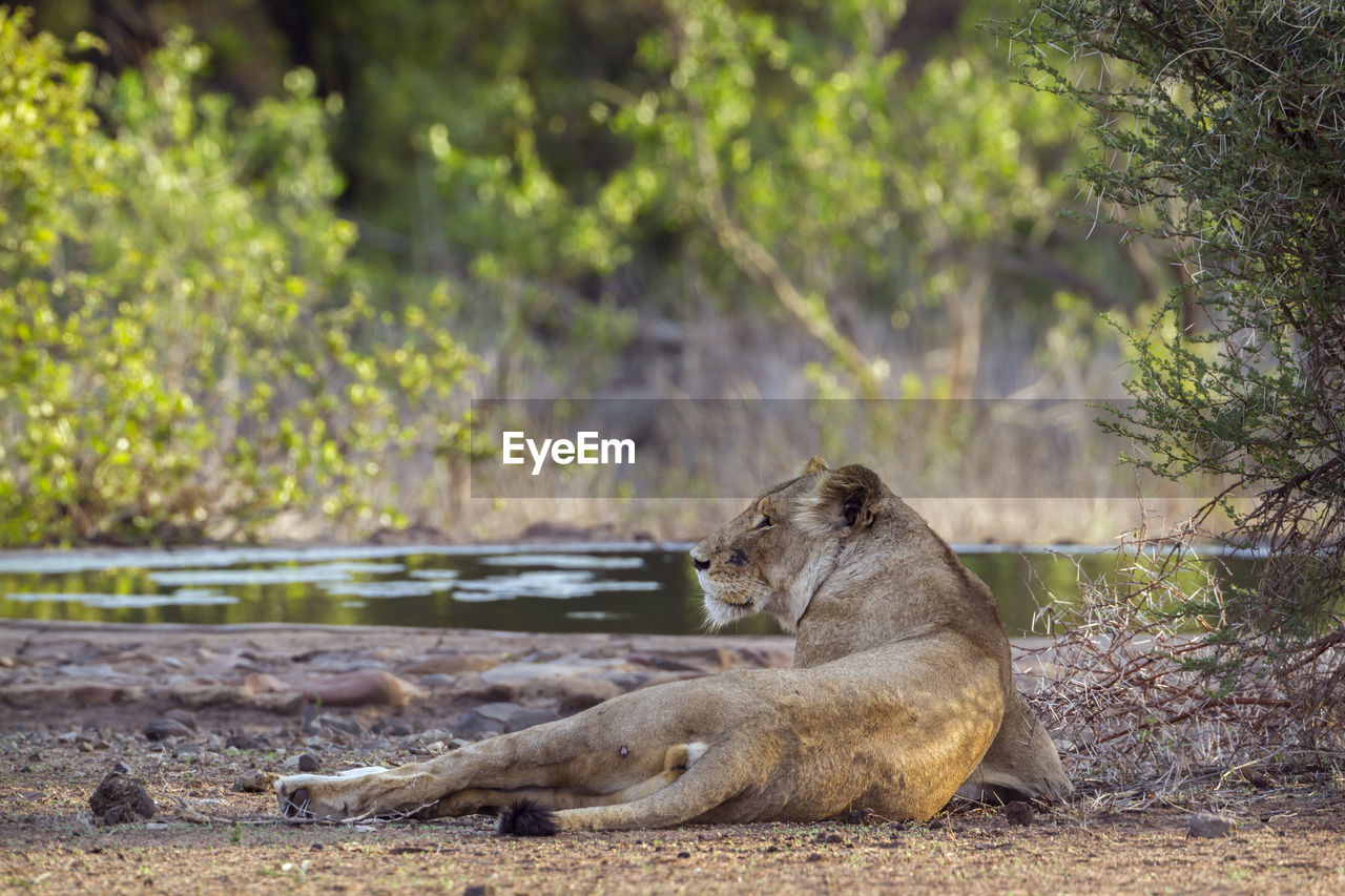 Lioness relaxing by lake