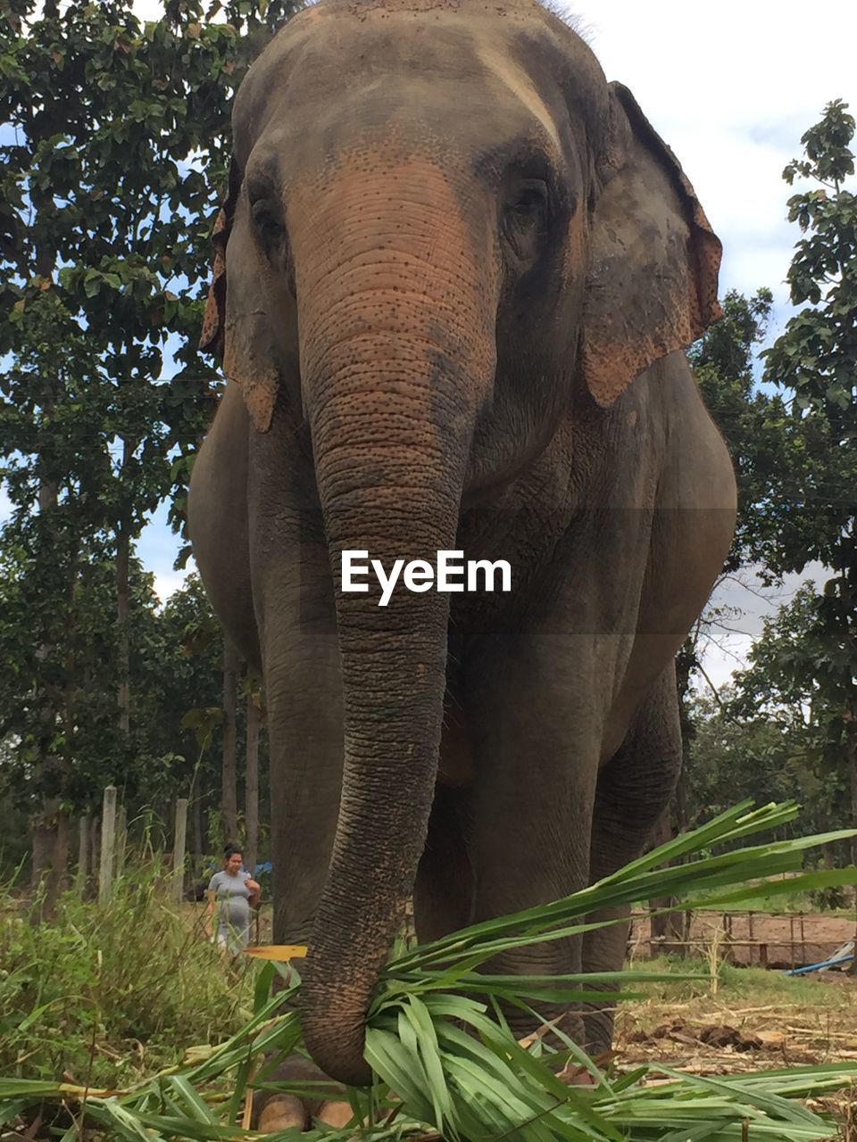 CLOSE-UP OF ELEPHANT IN THE FOREST