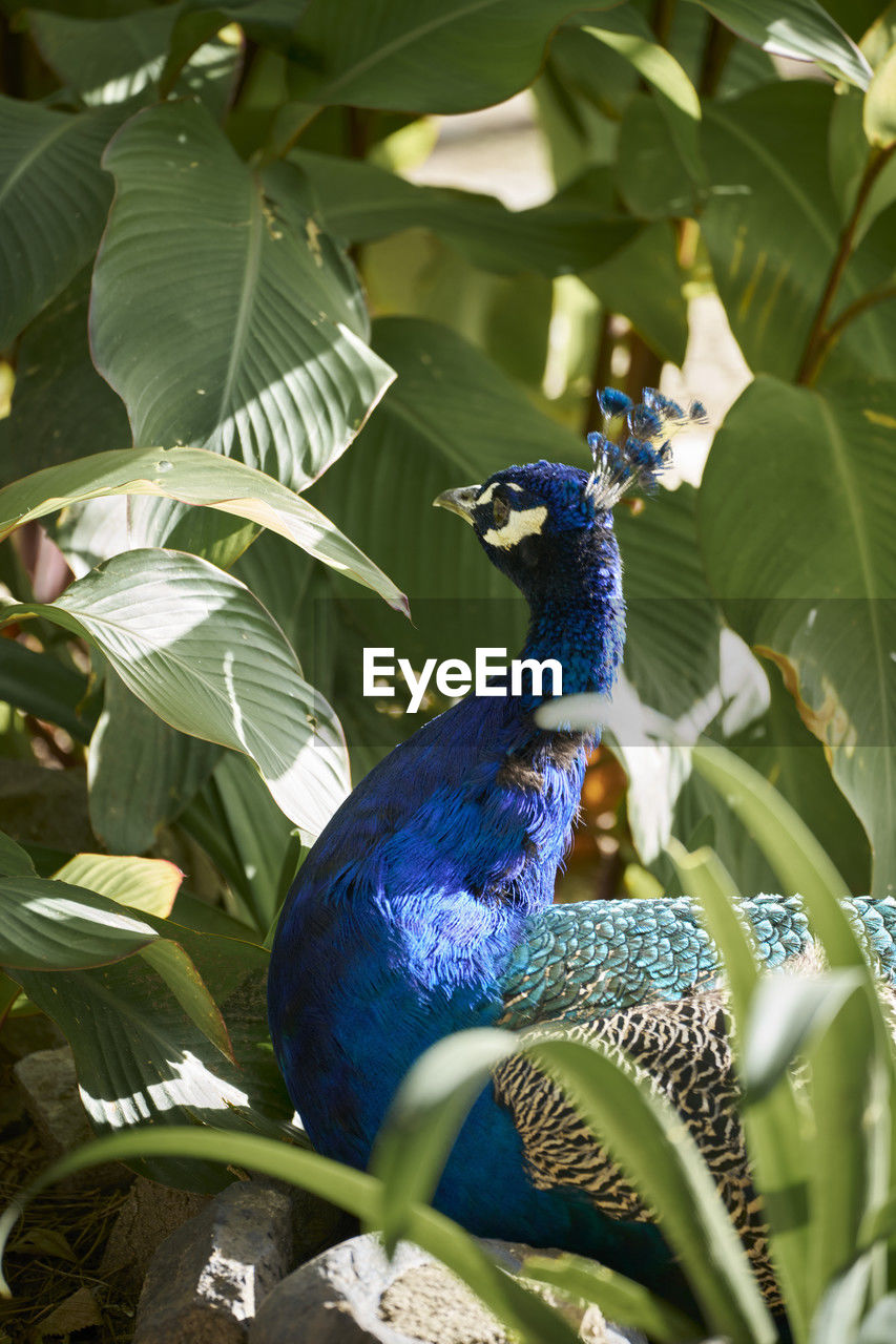 animal themes, animal, bird, peacock, green, leaf, plant part, blue, animal wildlife, plant, one animal, nature, wildlife, tropics, jungle, beauty in nature, no people, feather, flower, peacock feather, garden, tree, outdoors, multi colored