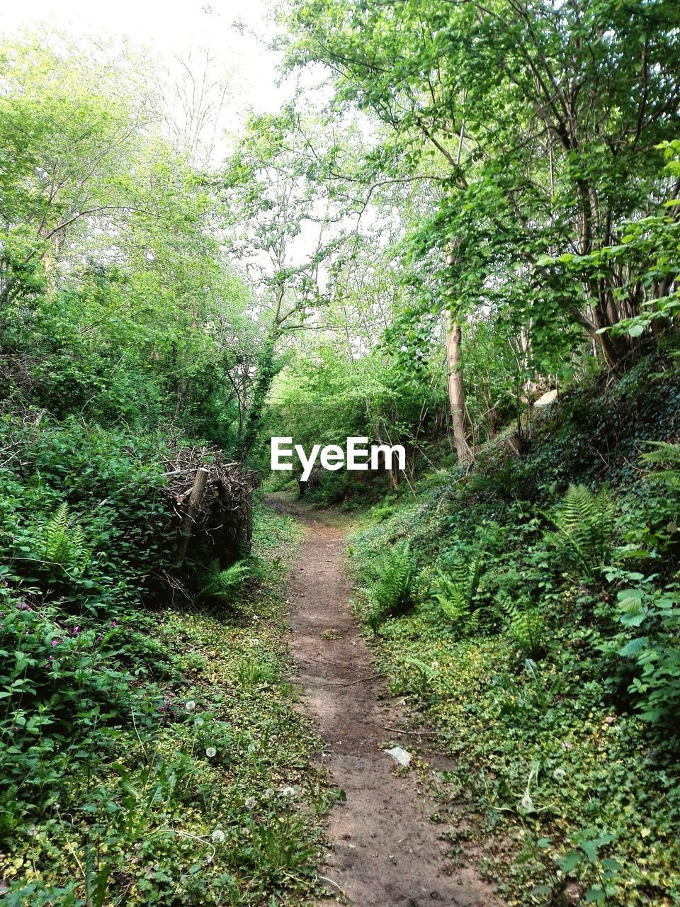 FOOTPATH LEADING TOWARDS TREES