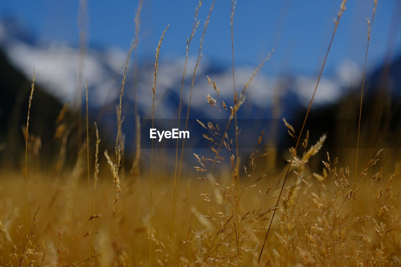 Close-up of wheat growing on field against sky