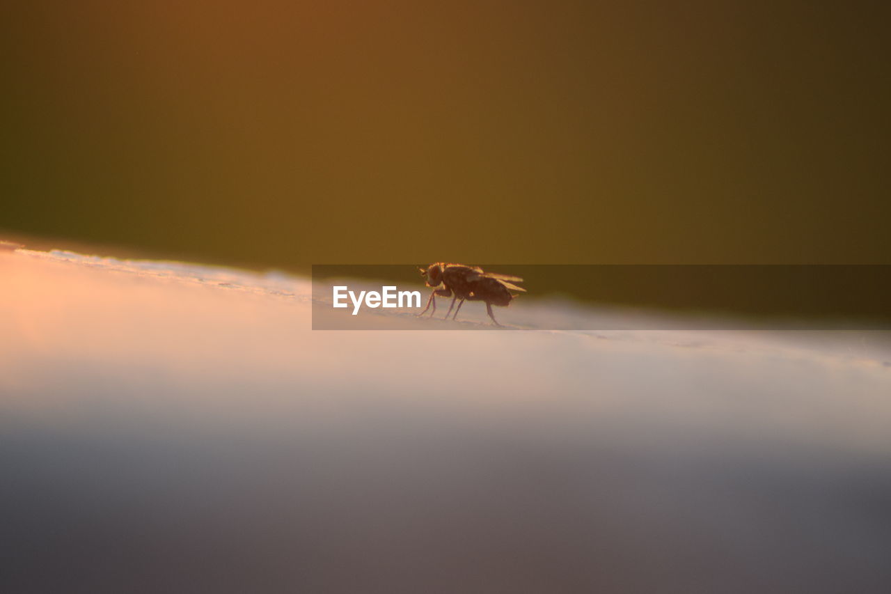 Close-up of insect against sky at sunset