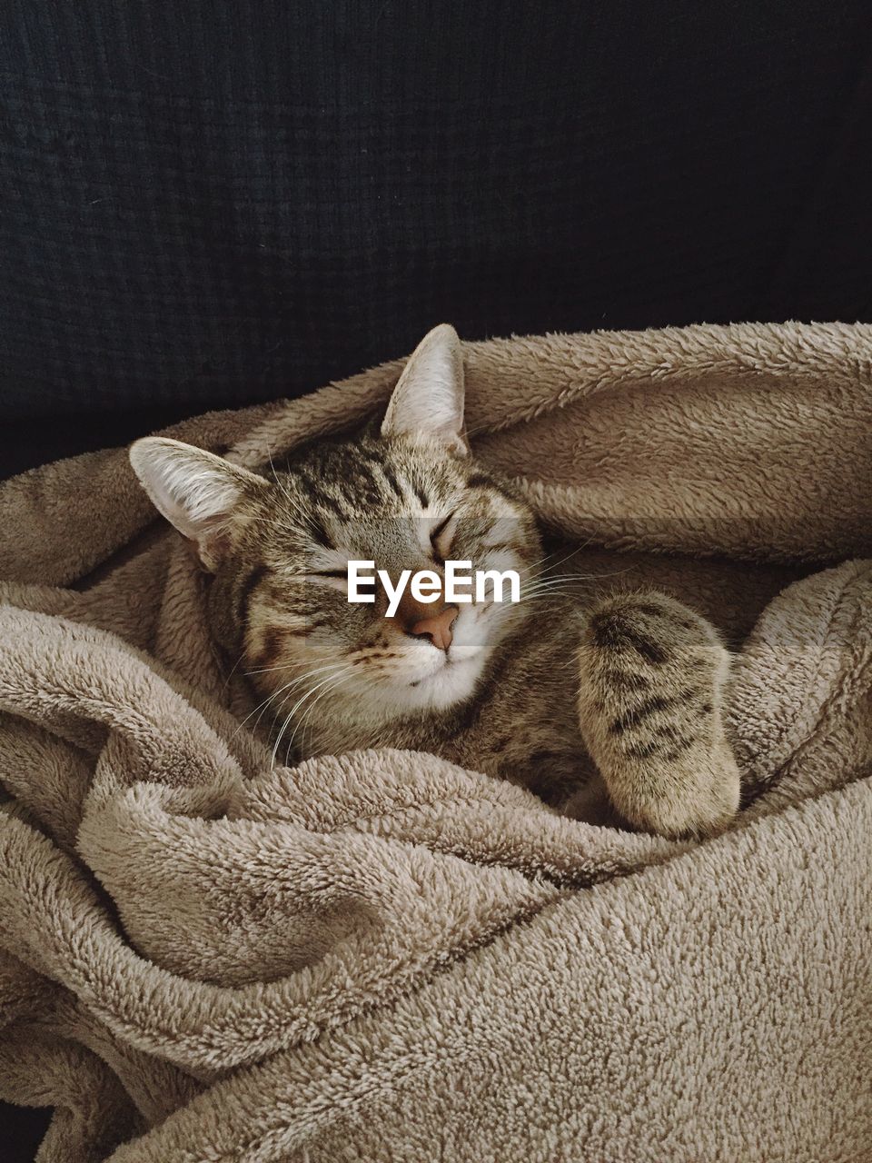 CLOSE-UP OF CAT SLEEPING ON BLANKET