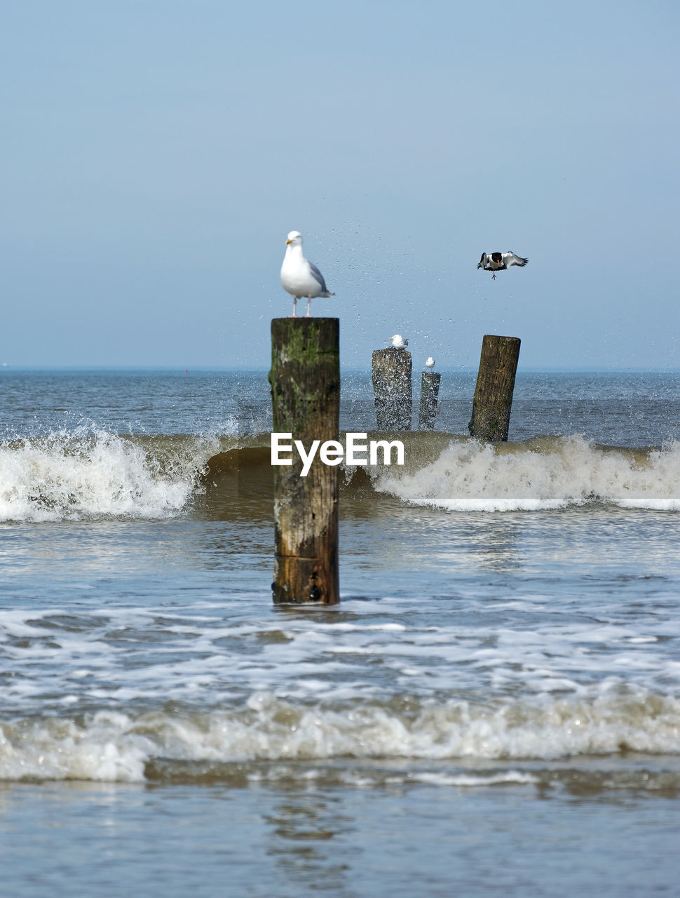 SEAGULLS ON THE SEA