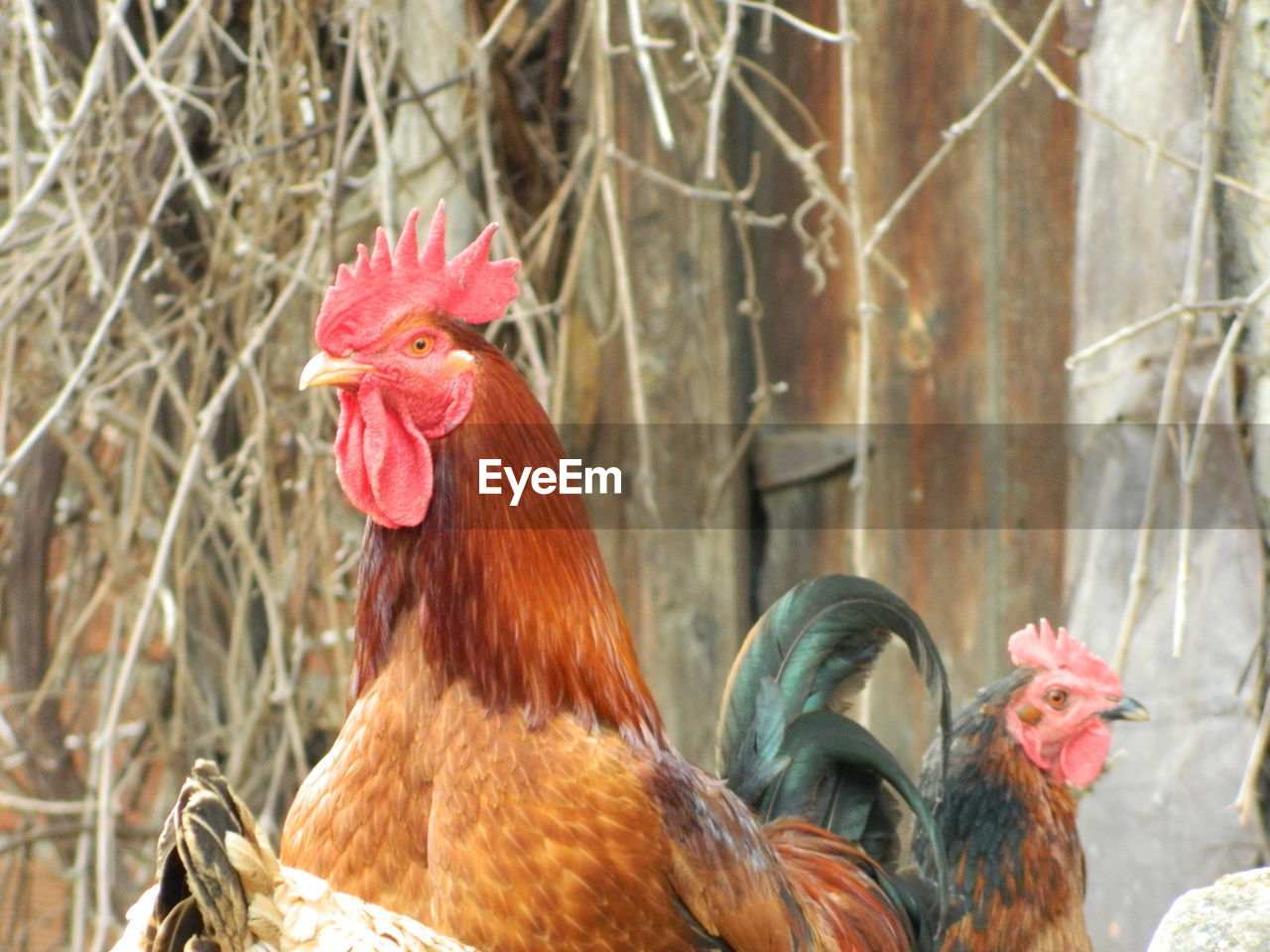 Close-up of roosters