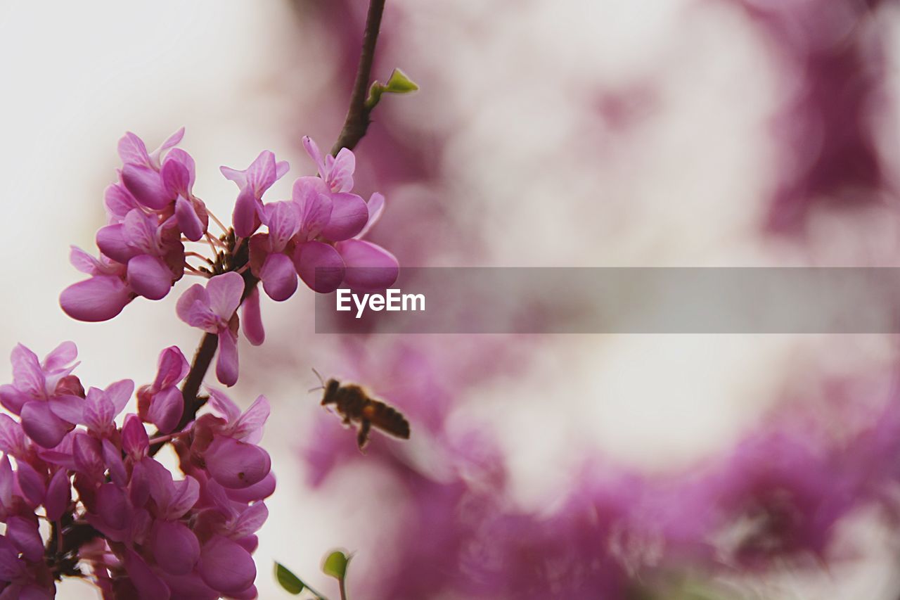 Close-up of pink flowers blooming outdoors