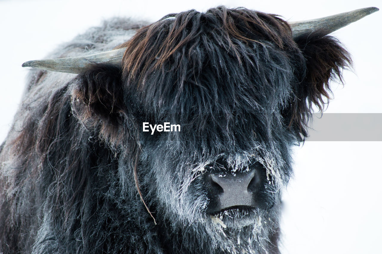 Close-up of cow against sky