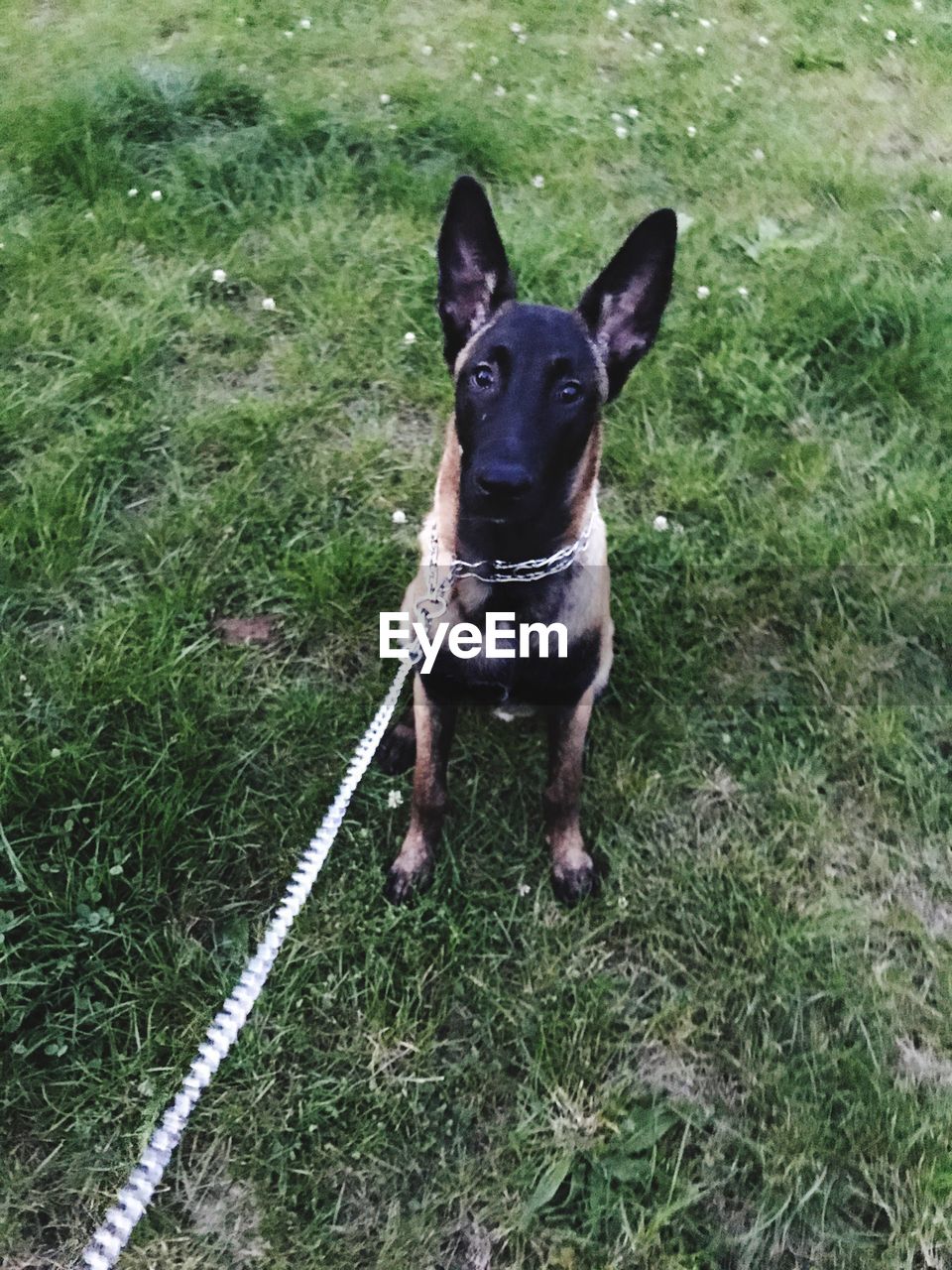 HIGH ANGLE PORTRAIT OF DOG ON GRASSY FIELD