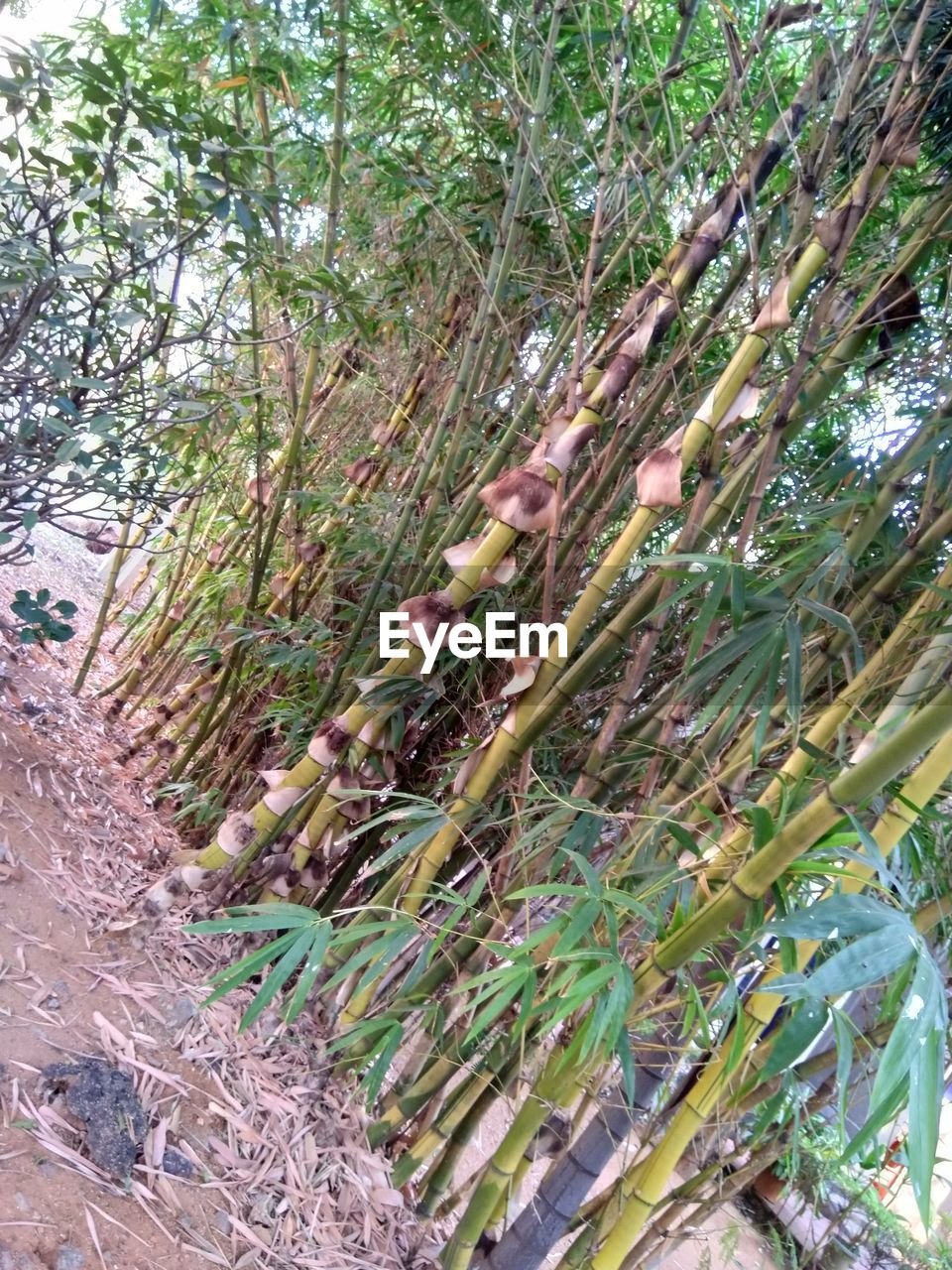 plant, growth, tree, day, nature, no people, green, land, beauty in nature, tranquility, outdoors, high angle view, forest, leaf, plant part, field, flower