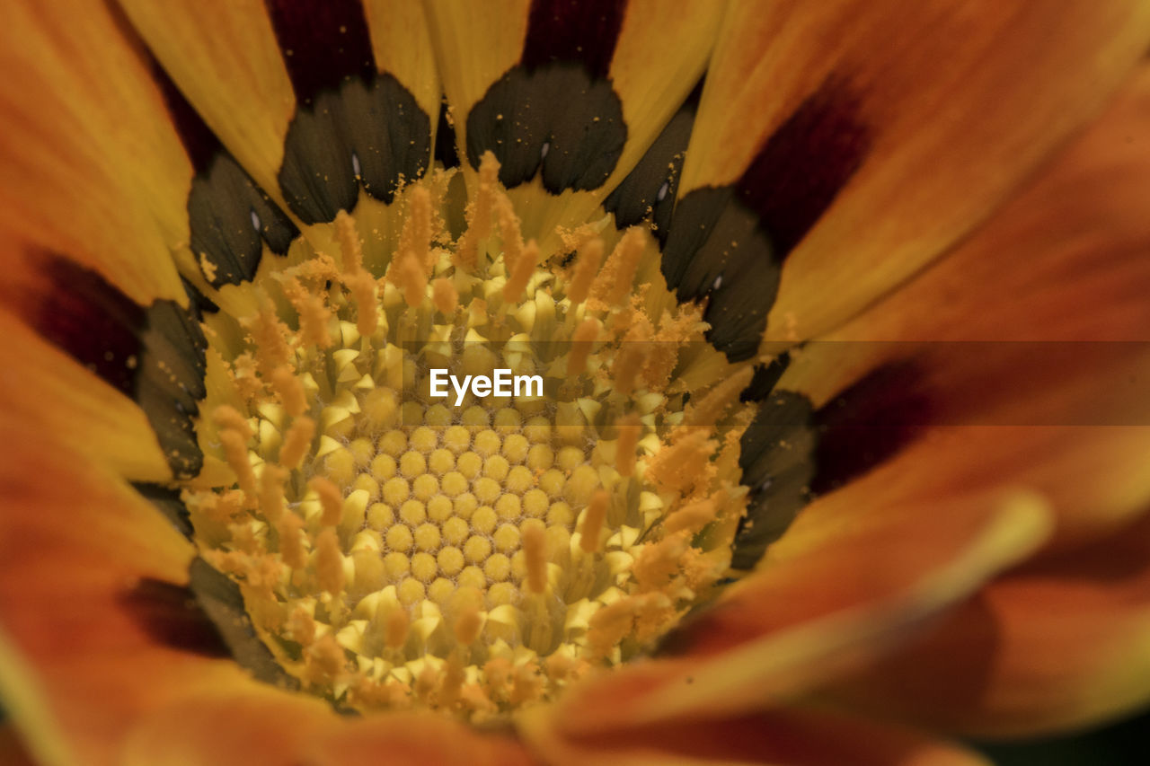 CLOSE-UP OF FLOWER HEAD