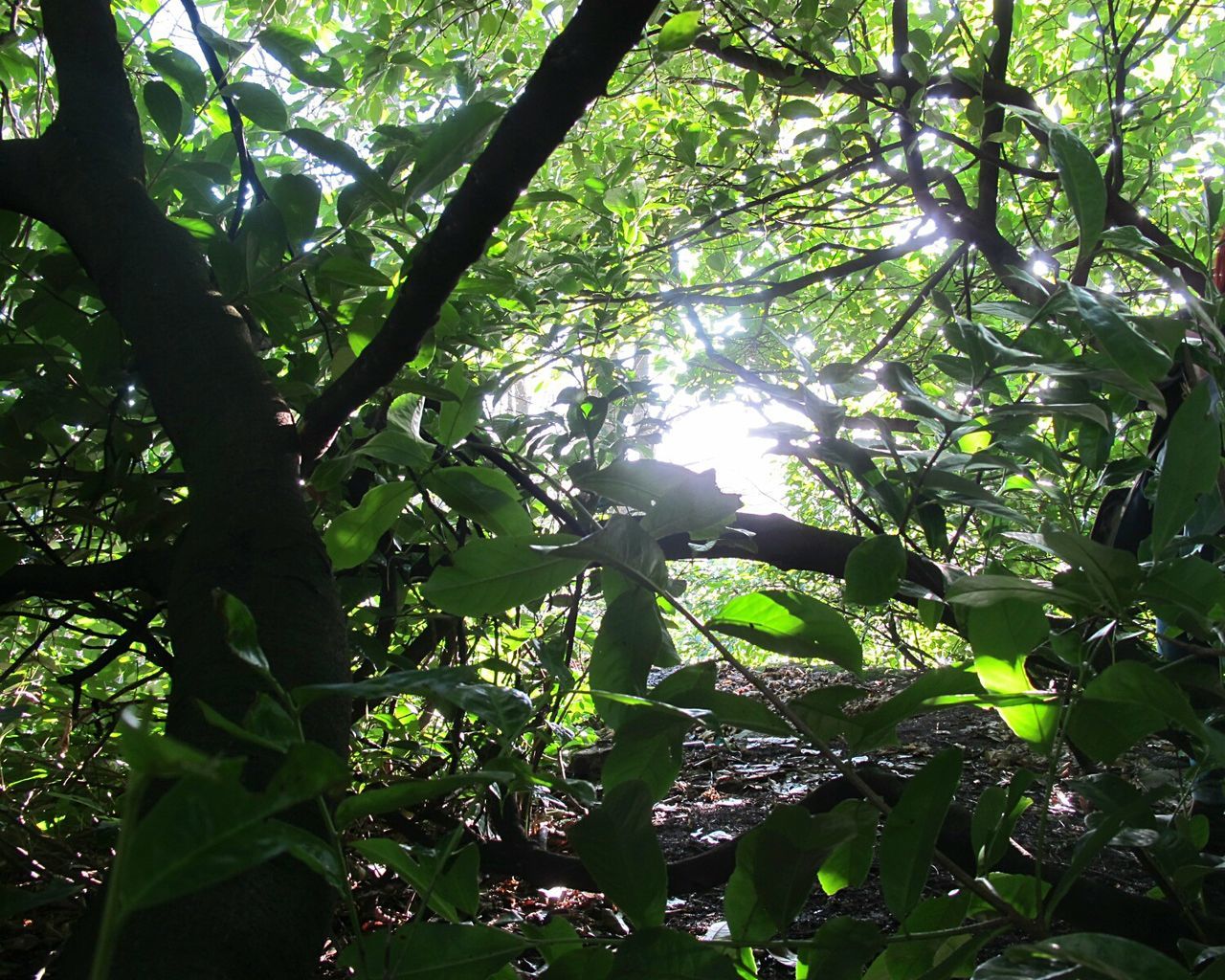 LOW ANGLE VIEW OF TREE