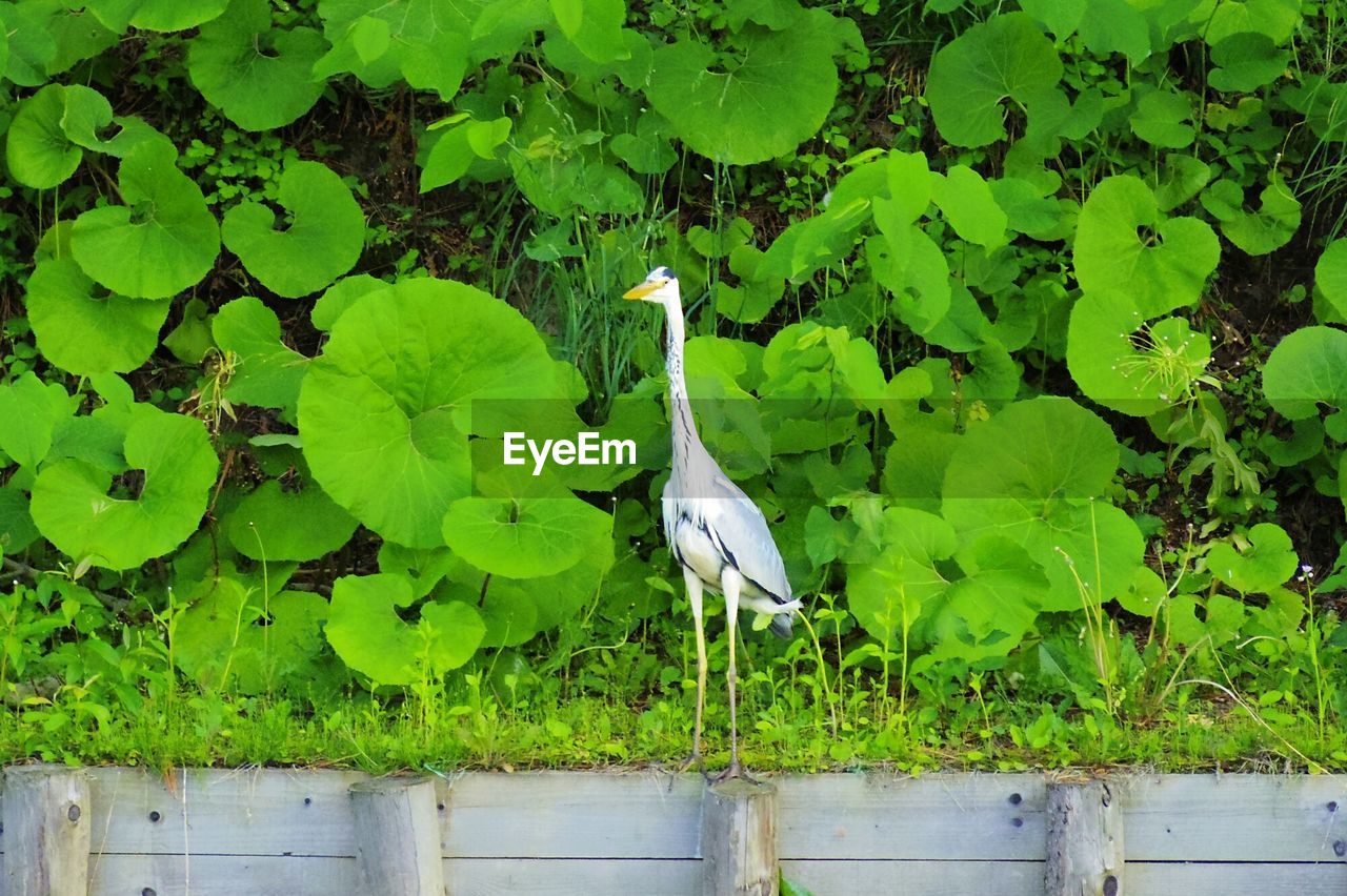 GRAY HERON PERCHING ON PLANT