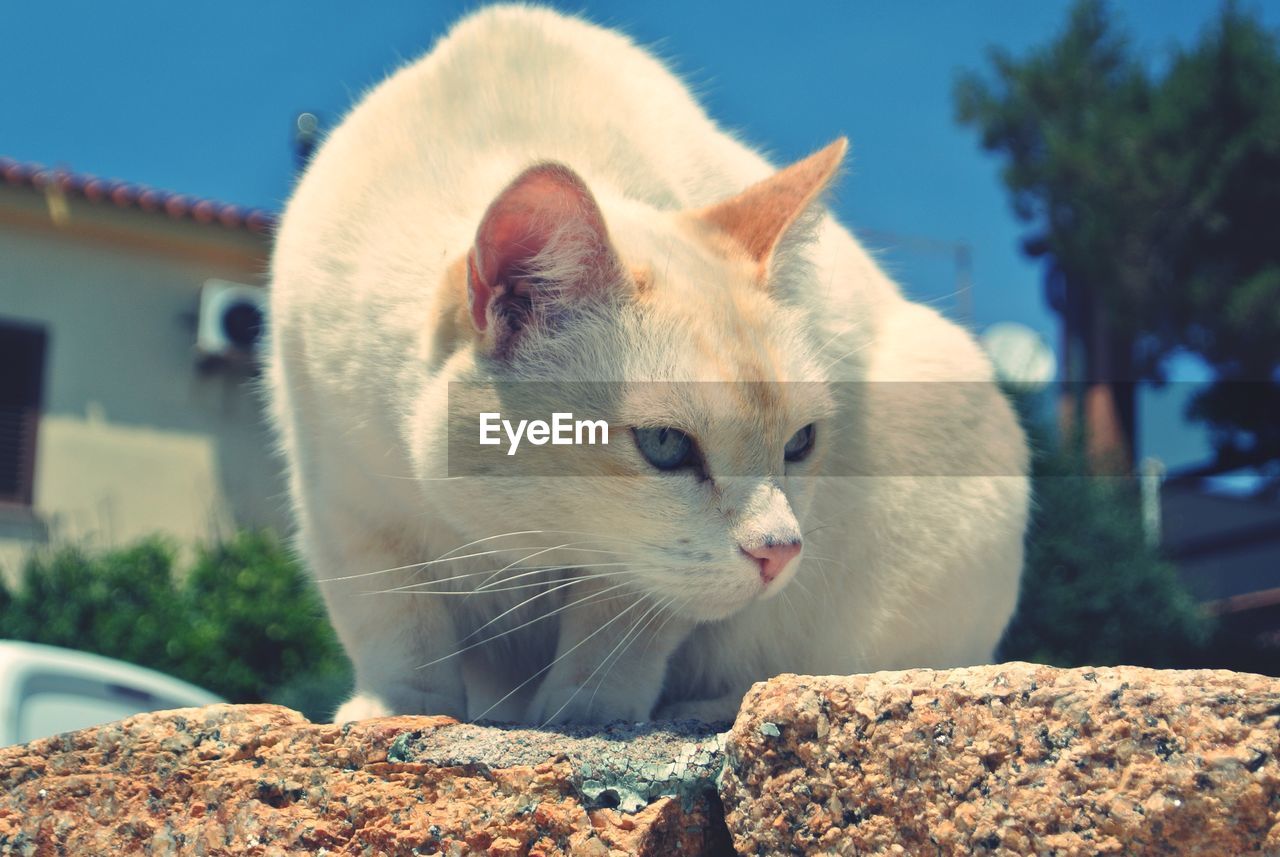 Close-up of a cat looking away