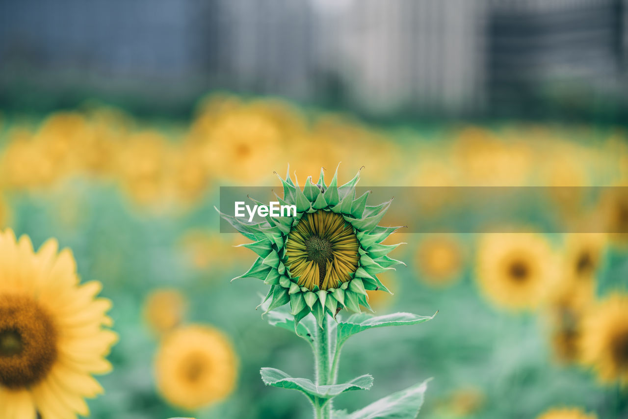 Close-up of dandelion growing on field