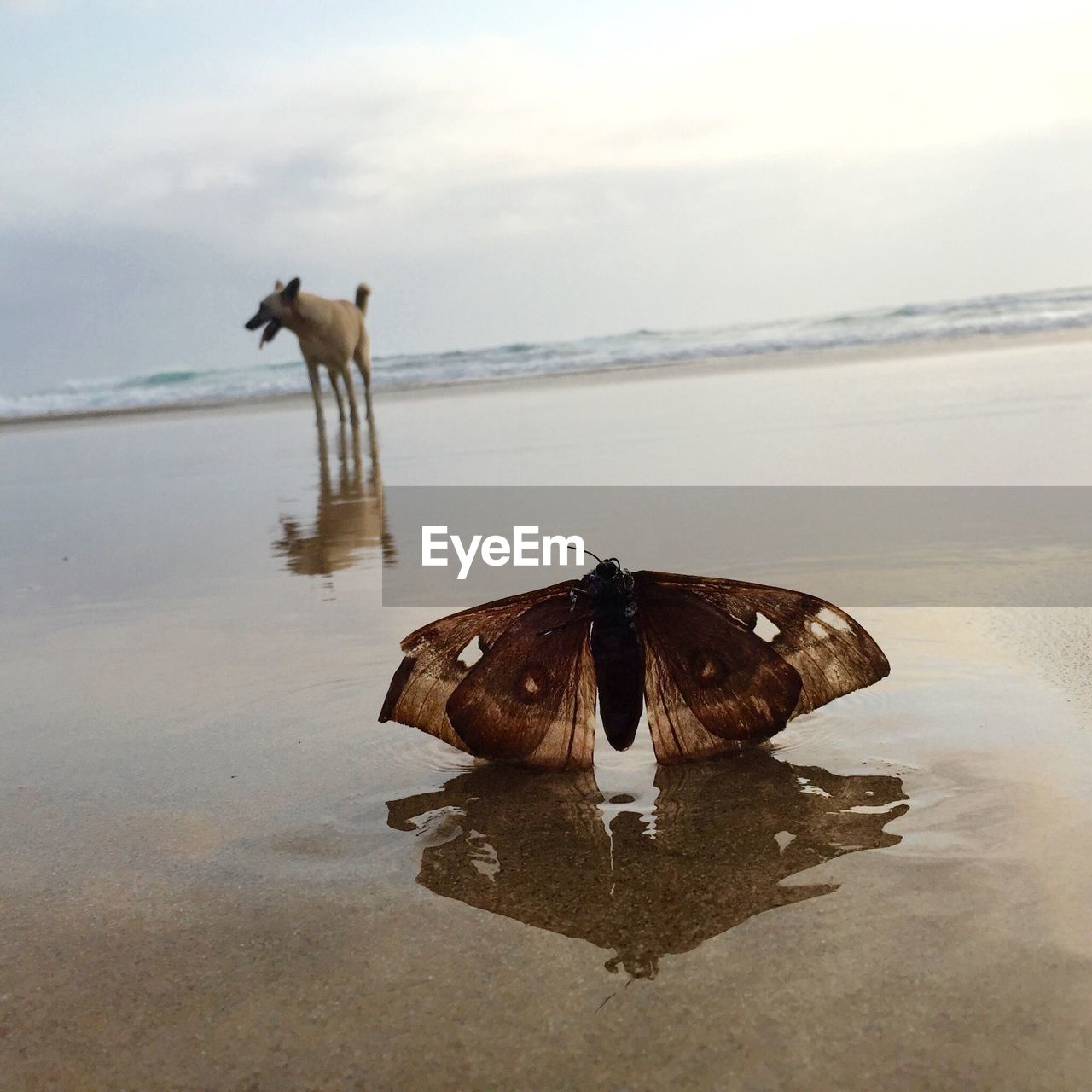 Close-up of dead moth and dog on shore