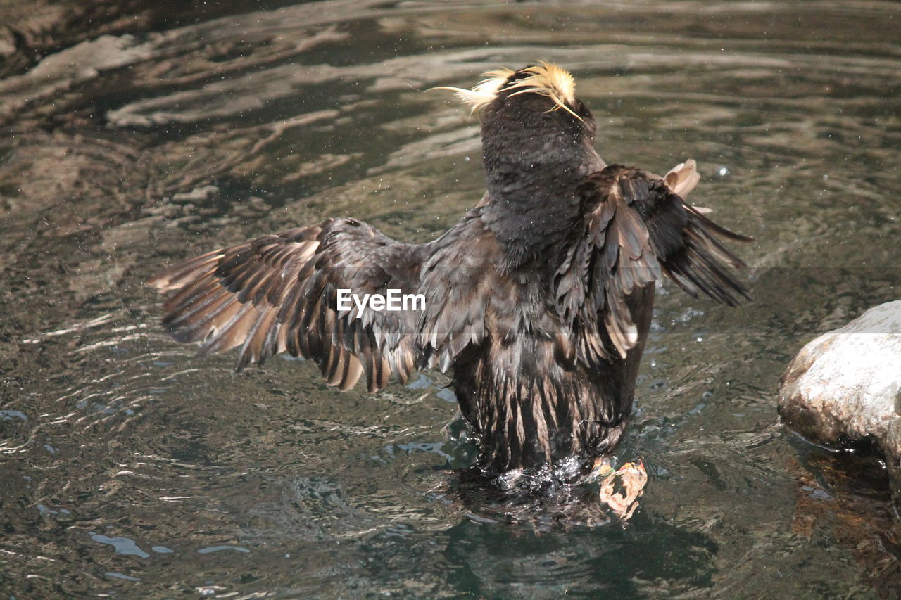 Close-up of bird swimming in lake