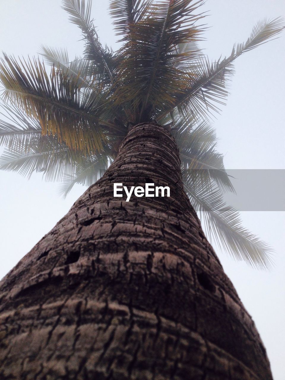 LOW ANGLE VIEW OF TREE AGAINST SKY