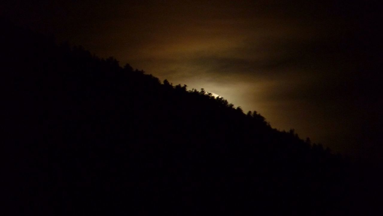 Low angle view of trees against sky at night