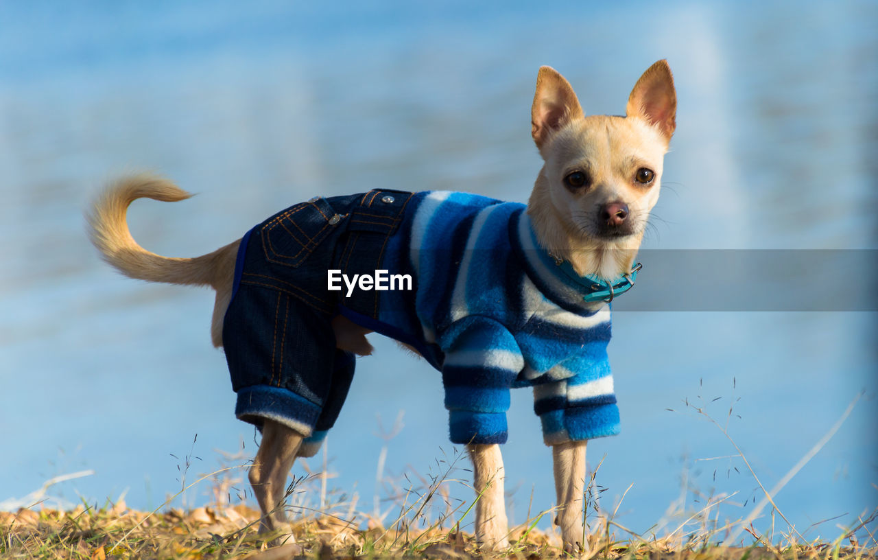 DOG STANDING IN THE BEACH