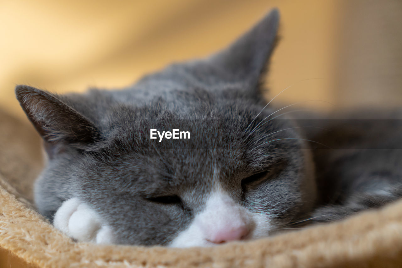 CLOSE-UP OF A CAT RESTING