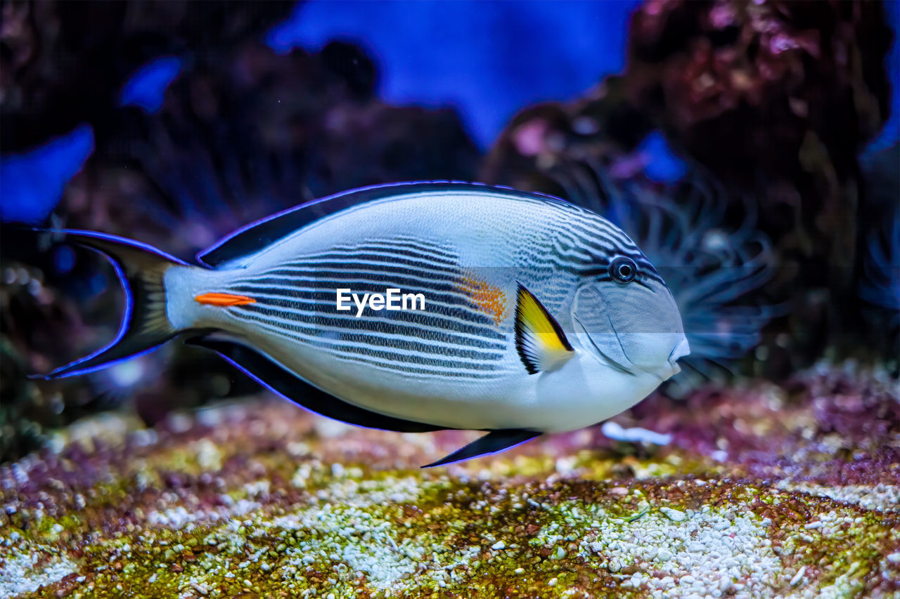 Sohal surgeonfish underwater