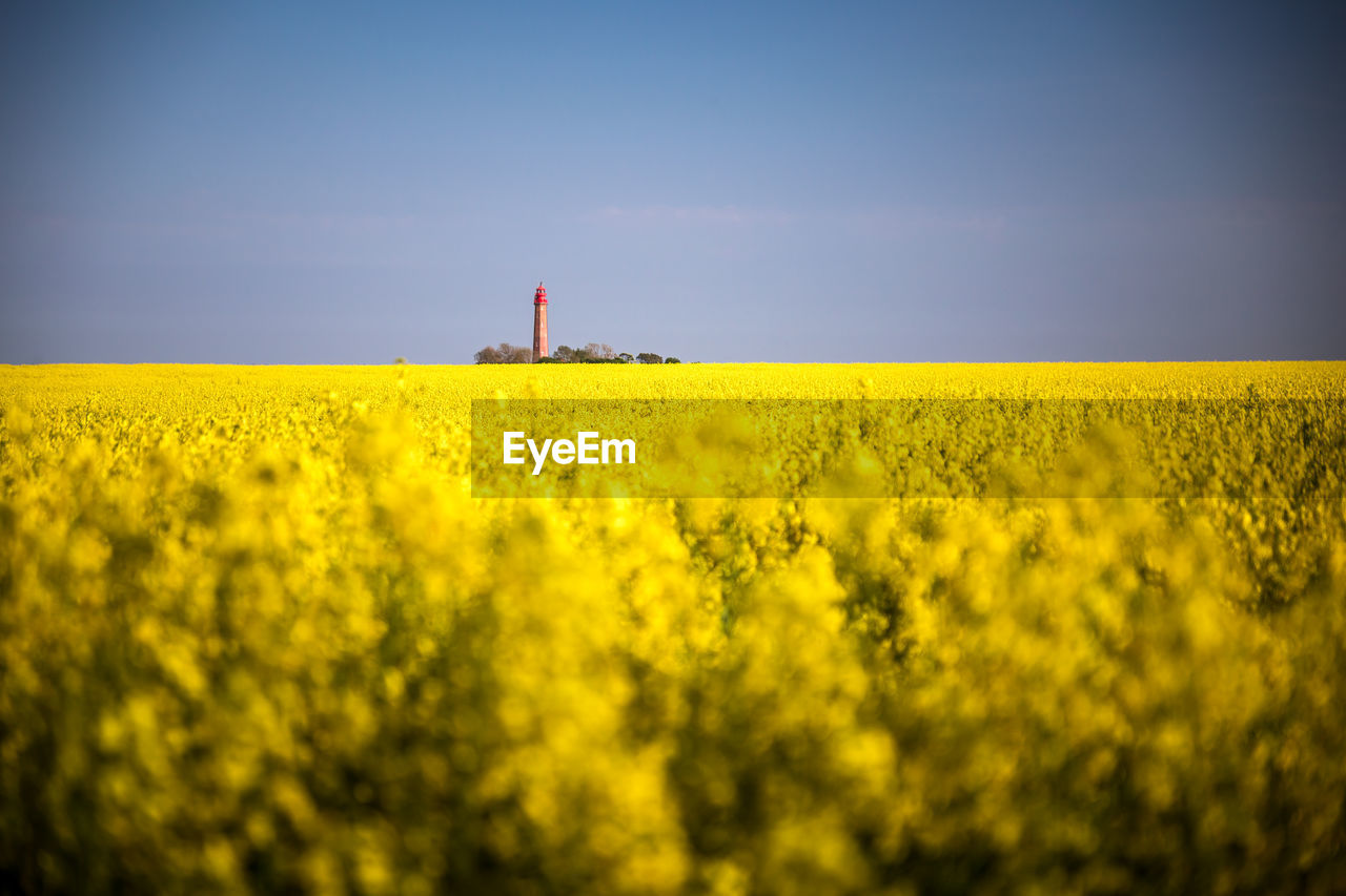 Scenic view of oilseed rape field against sky