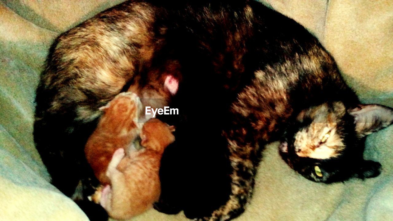 CLOSE-UP OF DOG SLEEPING IN BED