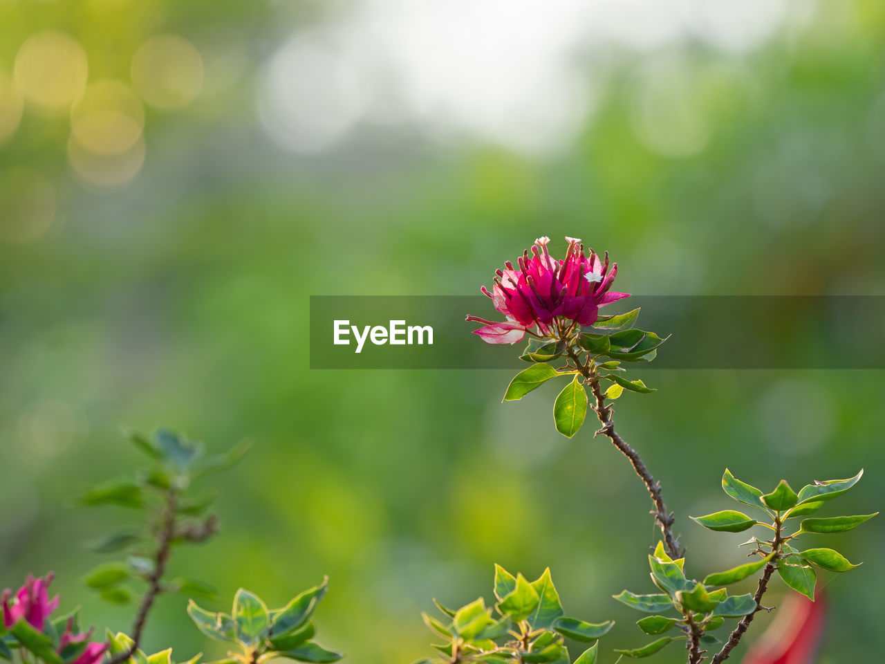 Close-up of pink flowering plant