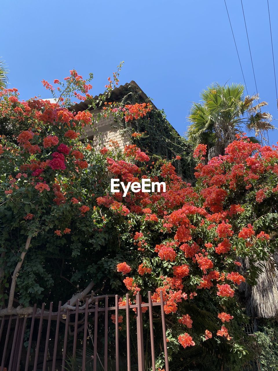 LOW ANGLE VIEW OF FLOWERING PLANT AGAINST SKY