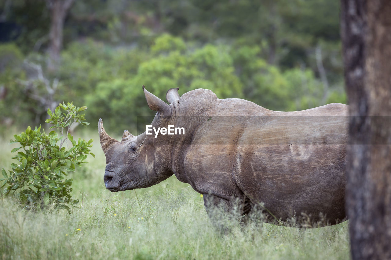 Close-up of rhinoceros standing on land