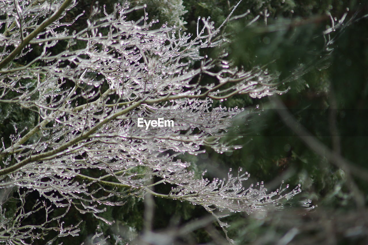 CLOSE-UP OF WET FROZEN PLANT