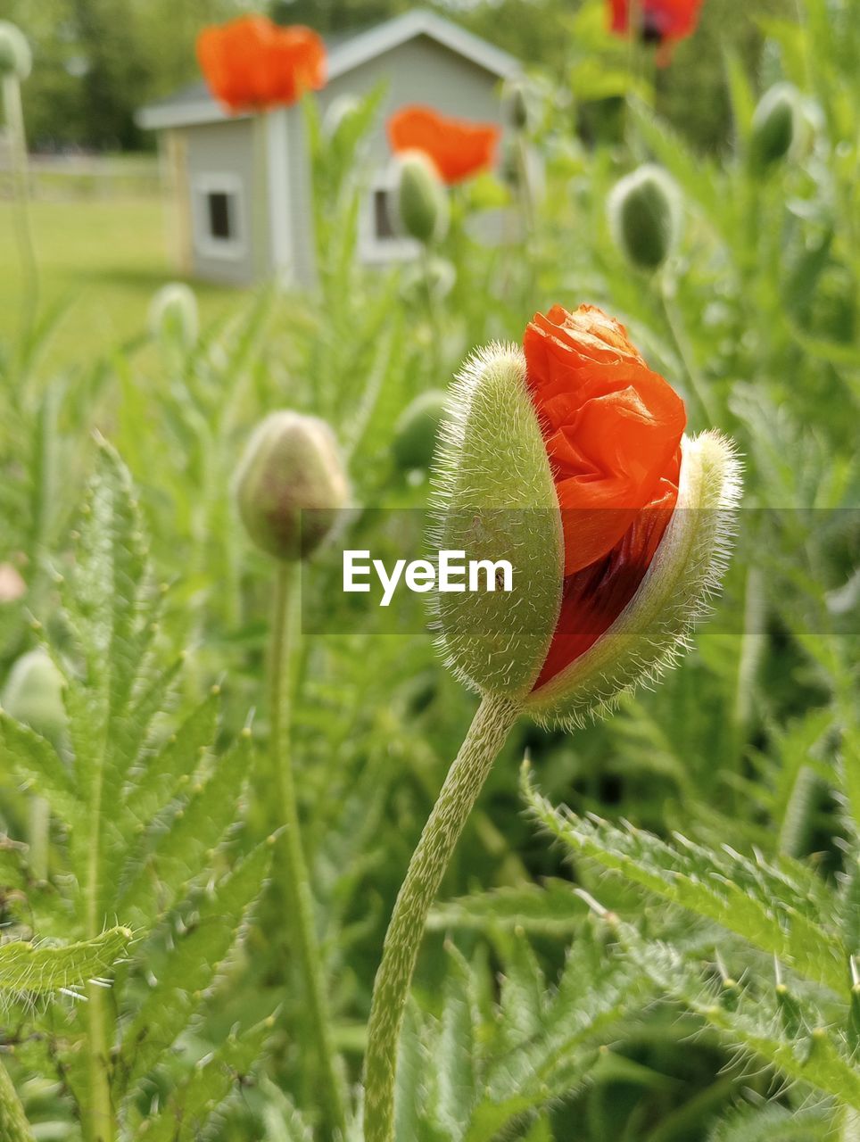 plant, growth, flower, nature, close-up, green, beauty in nature, no people, day, focus on foreground, poppy, wildflower, outdoors, flowering plant, freshness, selective focus, meadow, food, land, fragility, field, leaf, bud