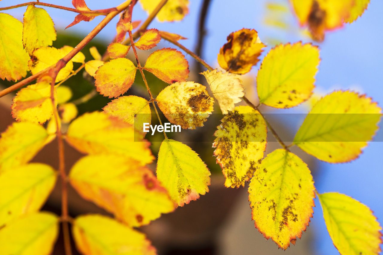 Natural fluorescent autumn leaf