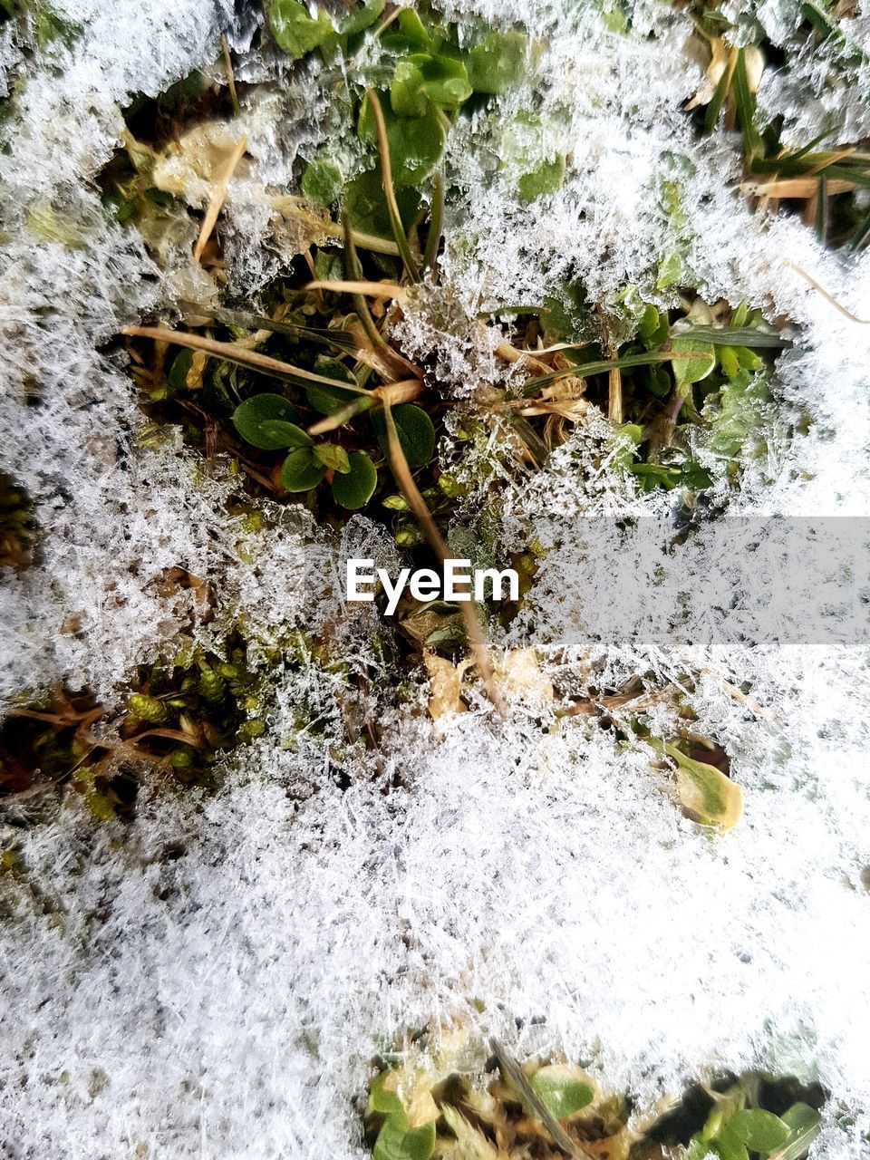 CLOSE-UP OF FROZEN PLANTS DURING WINTER