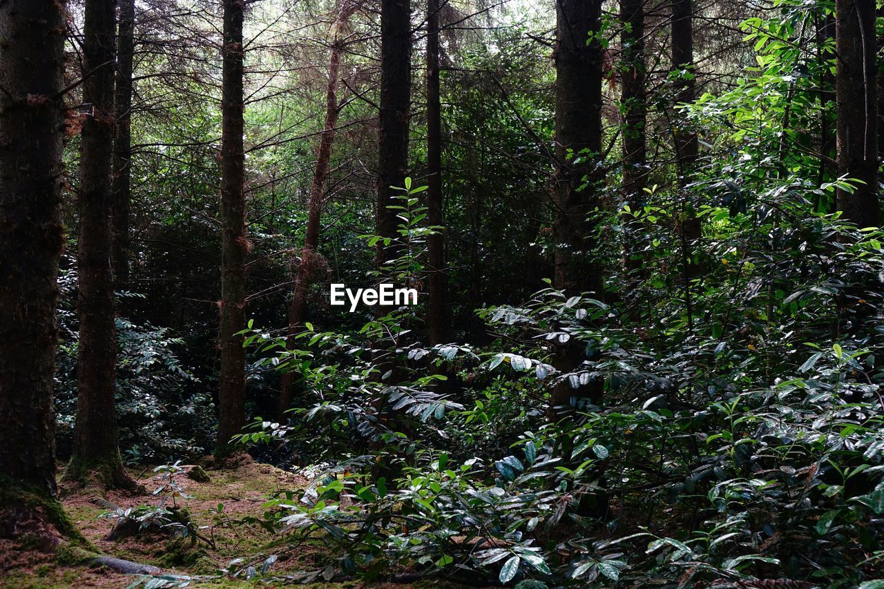 Lush plants in forest