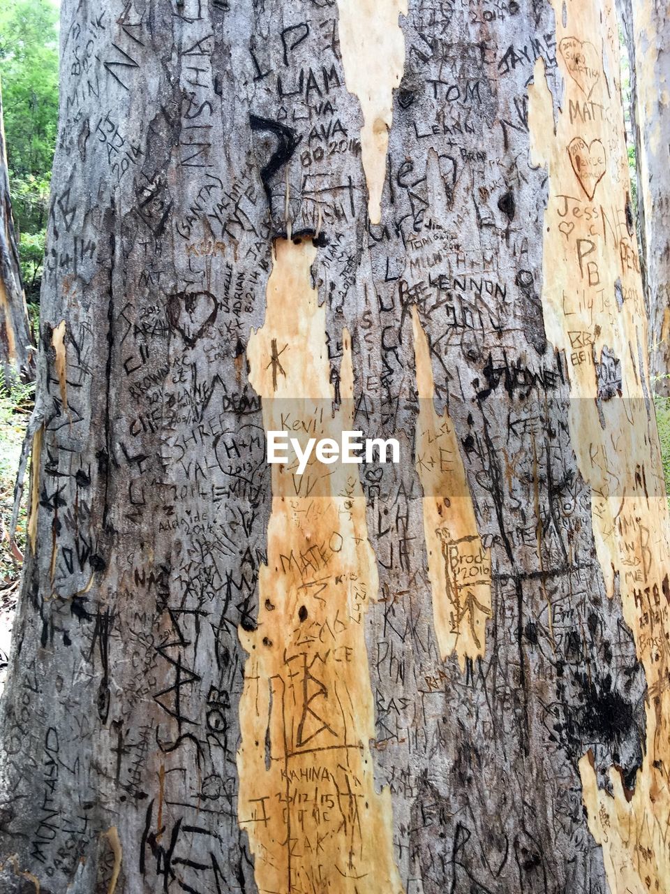 VIEW OF TREE TRUNK