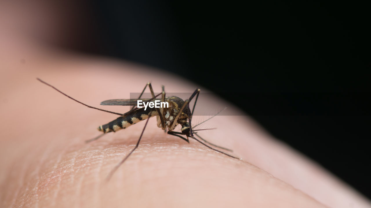 Close-up of insect on hand, armigeres 