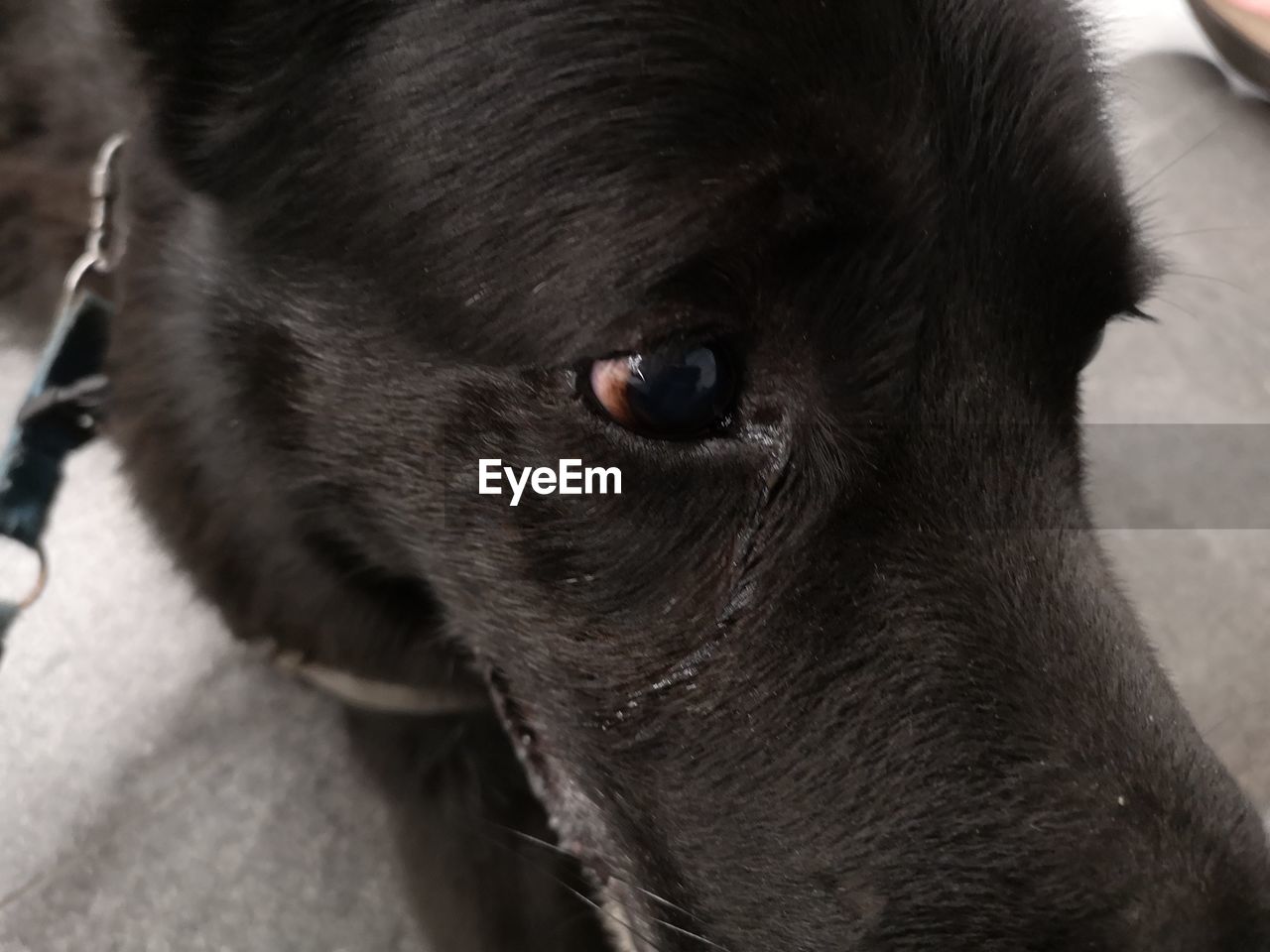 PORTRAIT OF DOG