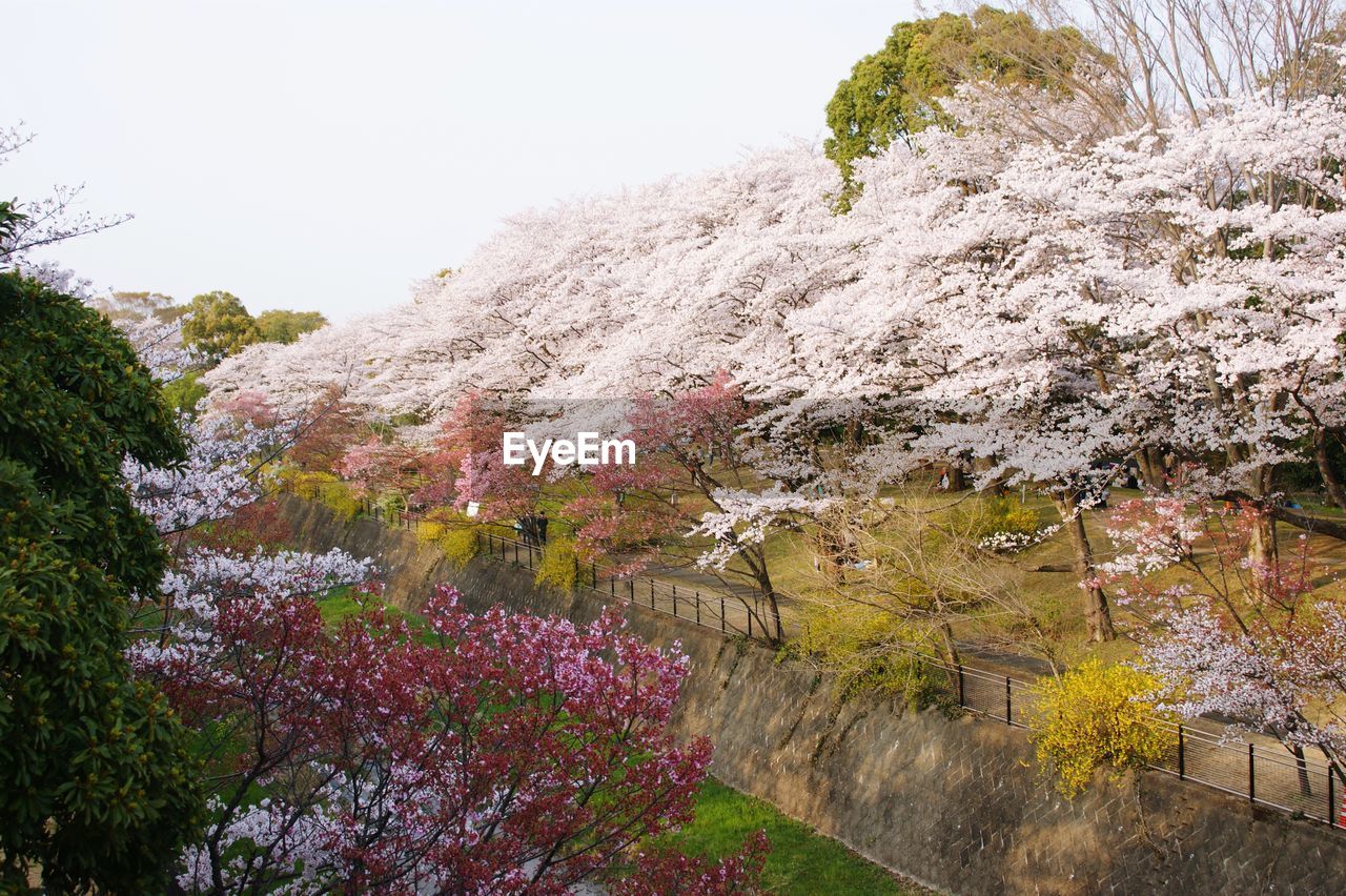 PINK FLOWERING PLANTS AGAINST MOUNTAIN