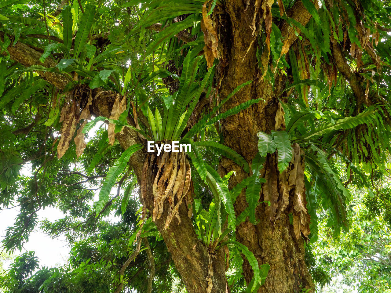 Several plants of green bird nest ferns growing on big tree trunk.